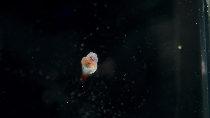 A delicate and ethereal sea angel, a species of pelagic sea slug, gracefully flaps its wings while swimming in dark water