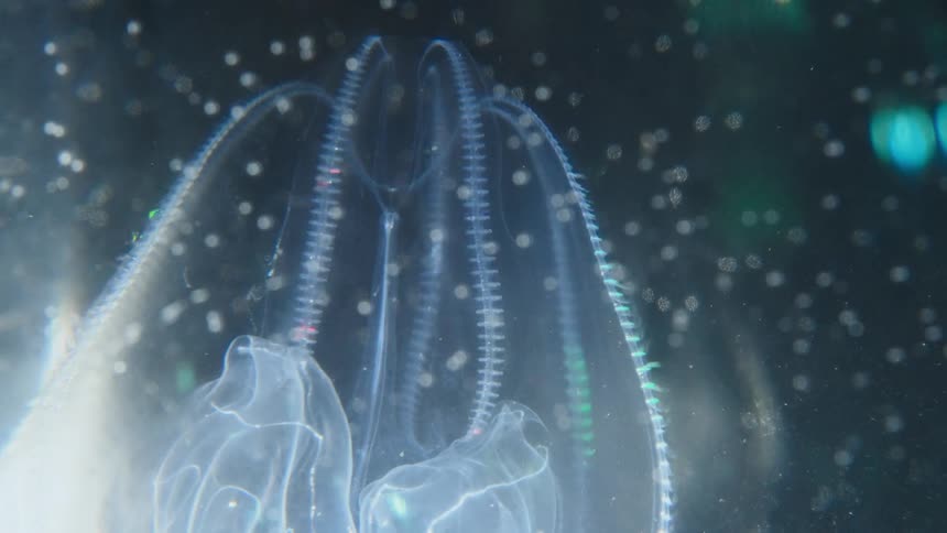 A translucent comb jelly displays its mesmerizing bioluminescence in the dark depths of the ocean