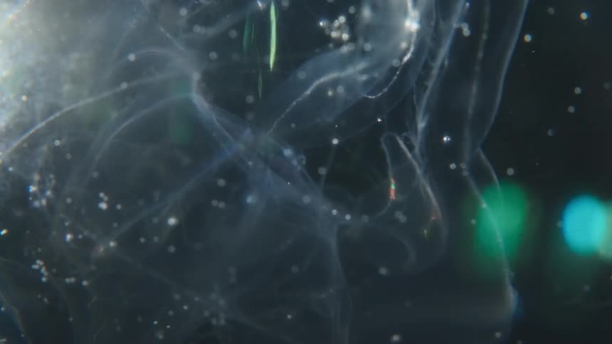 Close-up of a delicate, transparent sea creature with shimmering, iridescent colors drifting slowly in dark water