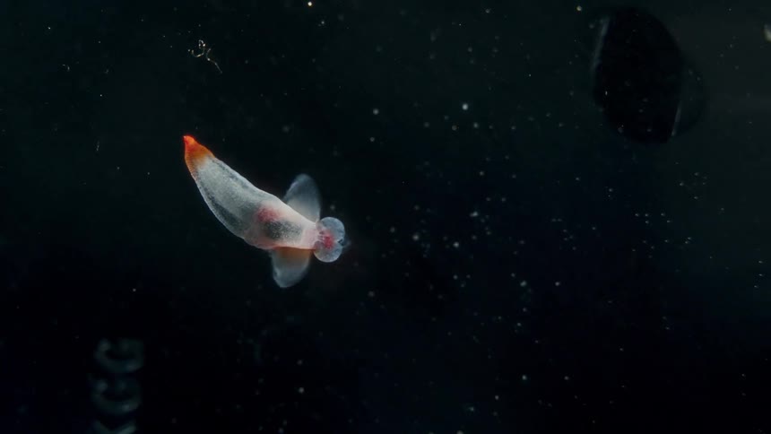 A tiny, translucent sea angel gracefully swims through the dark, deep ocean