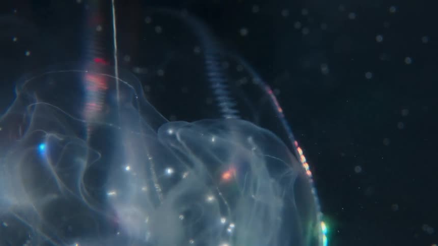A mesmerizing macro shot of a translucent ctenophore displays vibrant, pulsating bioluminescent colors in the dark water