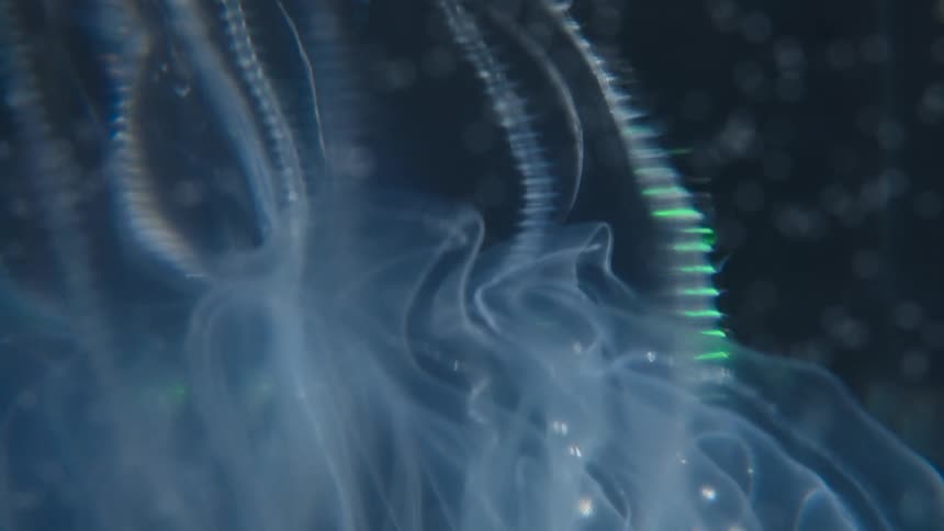 A macro shot of a translucent comb jelly reveals its shimmering, bioluminescent cilia moving in the dark water