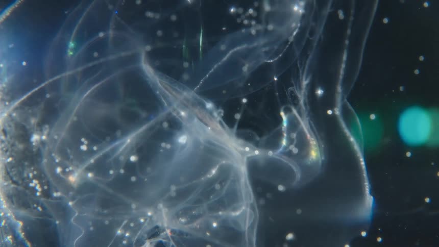 Ethereal wisps of a translucent substance float through a dark liquid filled with sparkling particles