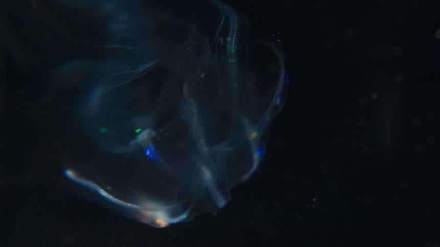 A translucent comb jelly floats in the dark abyss, its cilia refracting light into a mesmerizing rainbow display