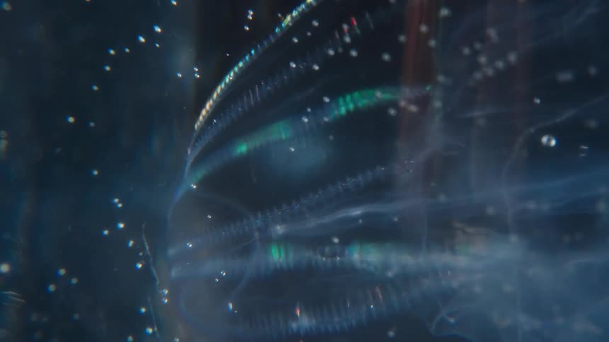 A close-up macro shot of a bioluminescent comb jelly reveals its iridescent cilia pulsating with green light in the deep sea