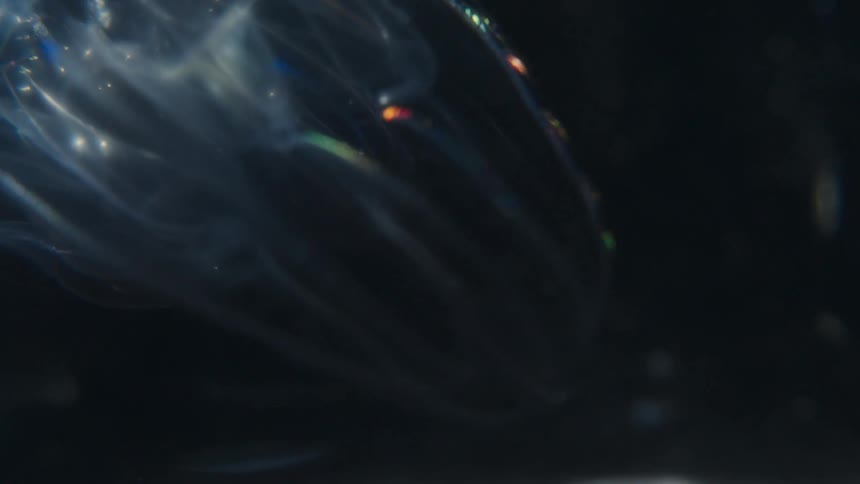 Macro view of a bioluminescent comb jelly gracefully drifting in the deep sea, its cilia pulsating with iridescent rainbow colors