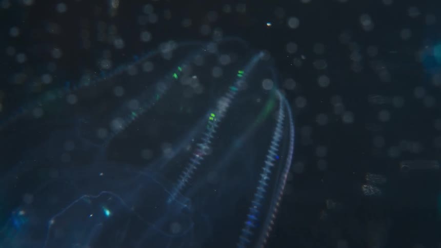 Ethereal comb jelly creates a shimmering rainbow light show while drifting through the deep, dark ocean