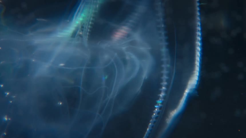 A macro shot of a bioluminescent comb jelly shows off its glowing, translucent body as it floats in the dark water