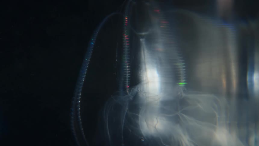 A mesmerizing close-up shows the pulsing, rainbow-colored bioluminescence of a deep-sea ctenophore