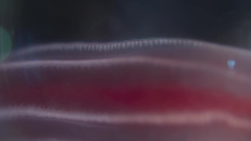 Abstract microscopic view of the pulsating gills of an aquatic larva
