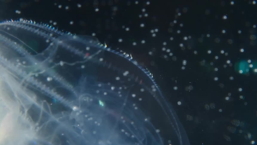 Ethereal macro shot of a translucent comb jelly's shimmering, rainbow-colored cilia moving through the dark ocean