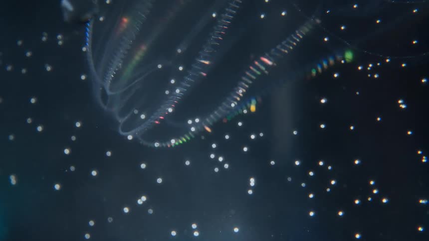 A mesmerizing macro view of a bioluminescent comb jelly whose cilia refract light into a stunning rainbow display as it swims in the dark