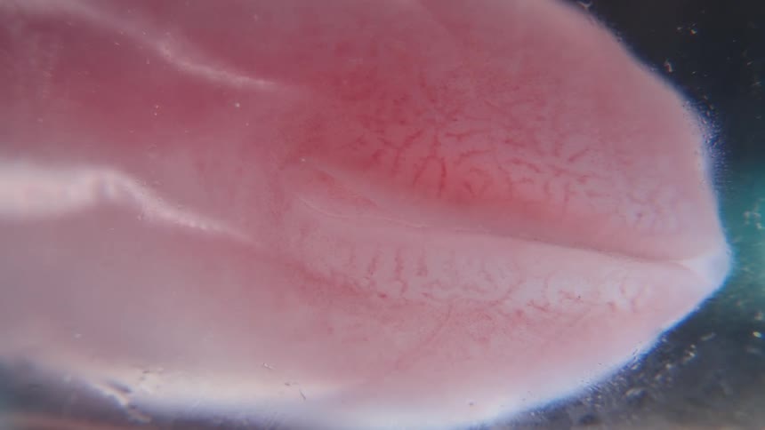 A macro time-lapse of an axolotl embryo's heart beating and circulatory system developing under a microscope