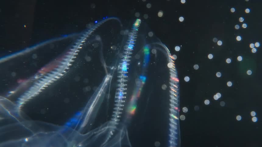 Iridescent rainbow colors shimmer along the beating cilia of a translucent comb jelly floating in the deep dark ocean
