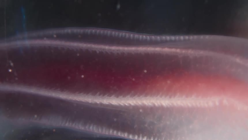 An extreme macro close-up of the delicate, feathery external gills of an Axolotl larva, showing the intricate network of blood vessels