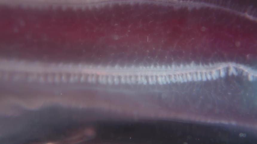 Extreme macro view of the delicate and intricate gill filaments of a fish, revealing the complex vascular network within