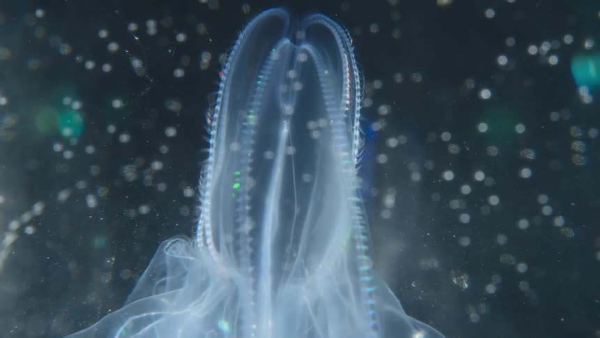 Ethereal macro shot of a bioluminescent comb jelly creating a mesmerizing rainbow light show in the deep, dark ocean