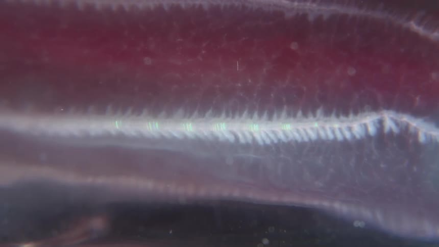 Extreme macro shot of bioluminescent electrical impulses moving along the ctenes, or comb rows, of a ctenophore