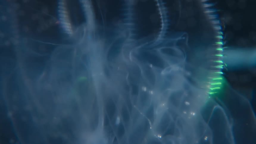 Macro close-up of a translucent comb jelly's iridescent, green bioluminescent lights pulsating in the dark ocean depths