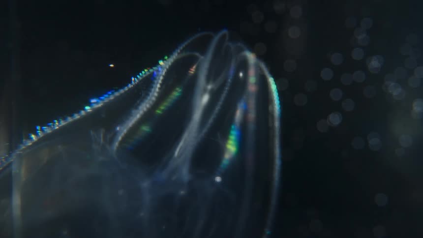 A mesmerizing close-up of a bioluminescent comb jelly reveals its cilia shimmering with rainbow colors as it floats in the dark depths