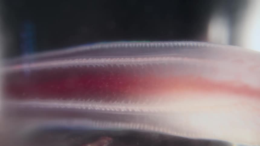 An extreme macro shot reveals the pulsating gills and blood flow of a semi-transparent aquatic creature