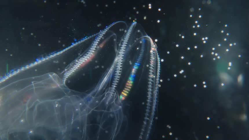 A stunning macro shot reveals the otherworldly beauty of a translucent comb jelly, its cilia creating a mesmerizing rainbow light show in the darkness