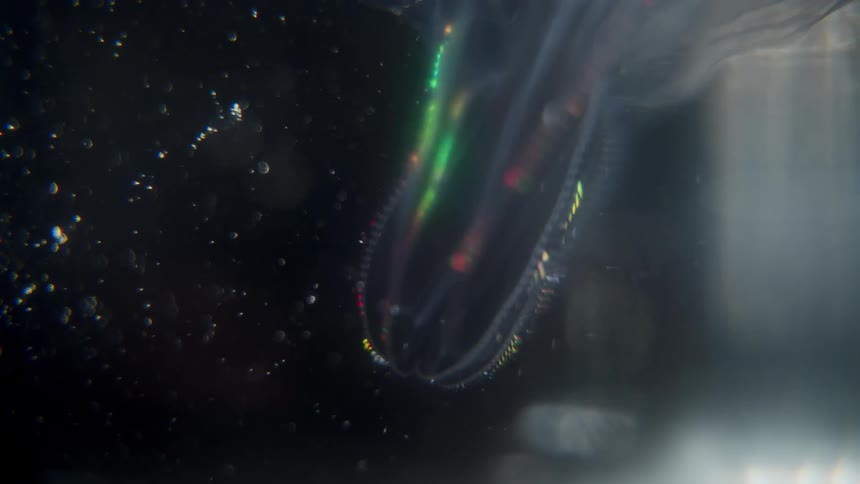 Mesmerizing macro footage shows a bioluminescent comb jelly's cilia pulsing with a rainbow of electric colors in the dark