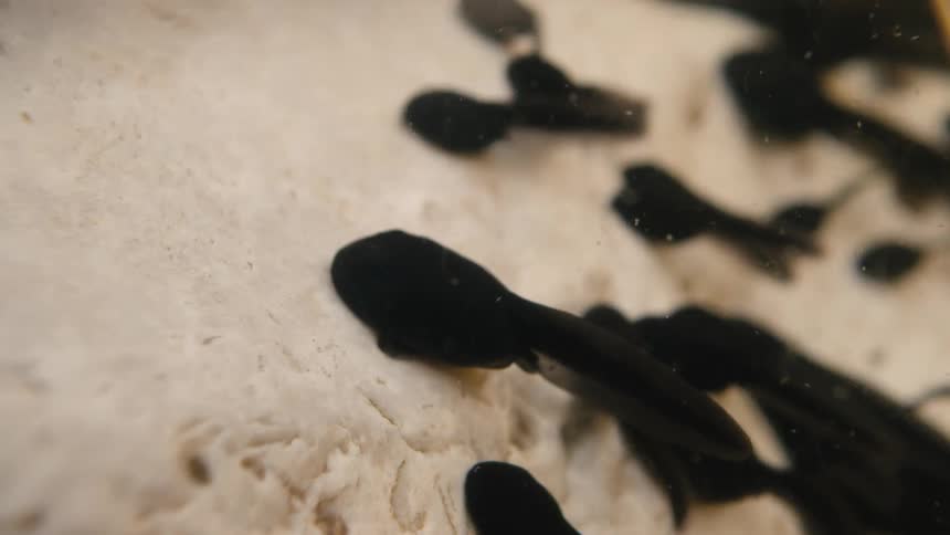A macro close-up captures a group of black tadpoles swimming together in shallow water