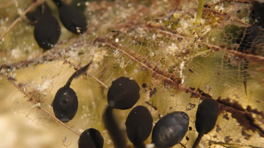 A macro close-up shot captures a swarm of tiny black tadpoles feeding on a delicate, decaying leaf skeleton underwater