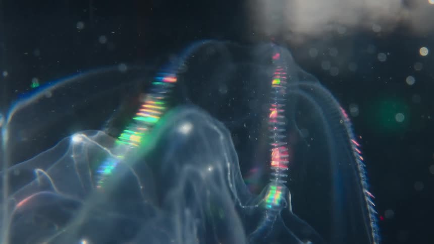 A close-up view of a transparent comb jelly reveals its vibrant, pulsating rainbow cilia in the dark water