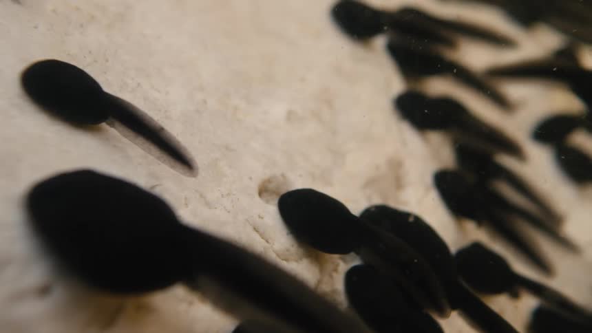 Macro shot of a swarm of black tadpoles swimming in shallow water over a light sandy bottom