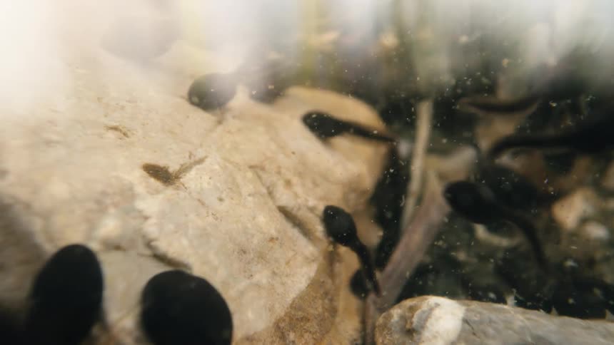 A group of tiny black tadpoles swim actively in the clear water of a shallow stream