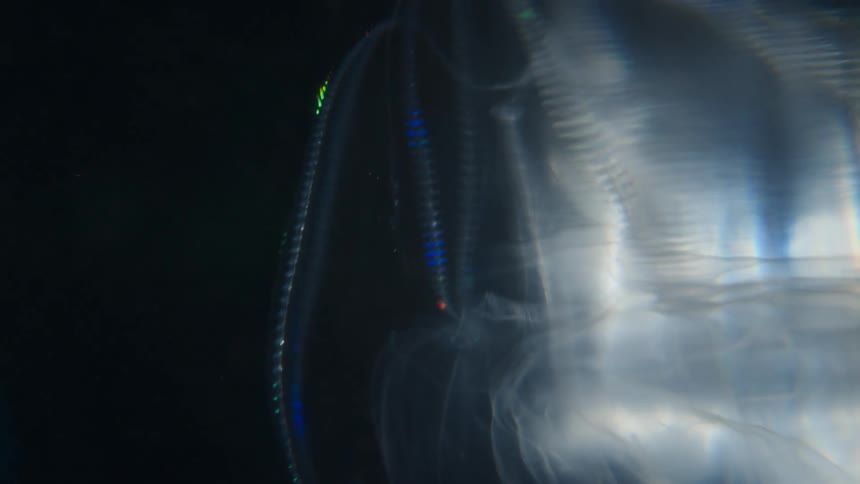 A macro shot of a comb jelly's cilia refracting light in a shimmering rainbow of colors as it floats in the dark