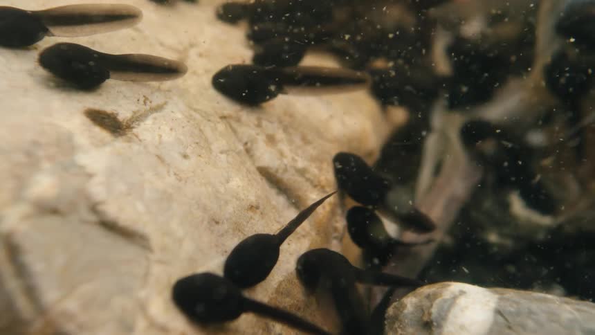 A large group of black tadpoles swim together underwater in a shallow, rocky pond in a macro close-up