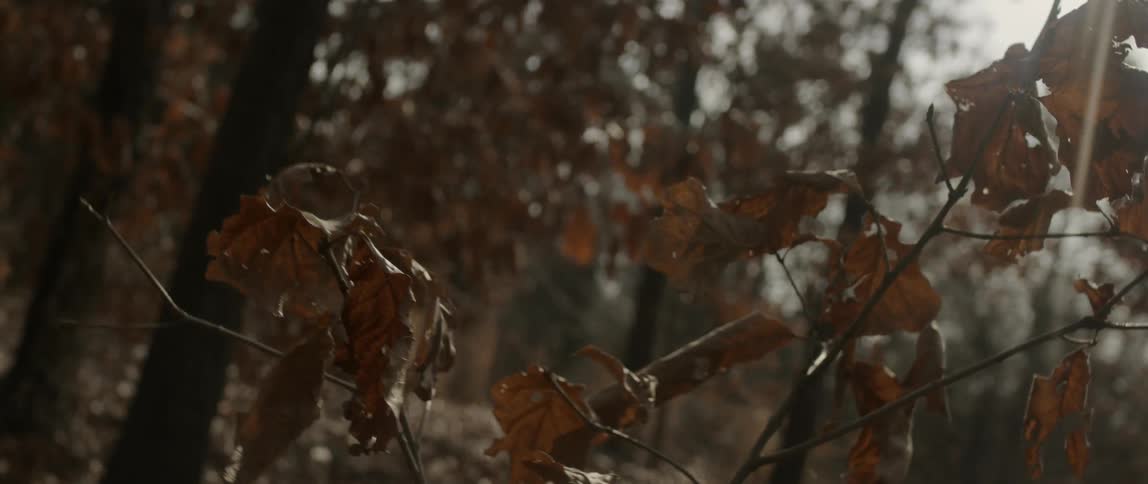 Sunlight shines down on dead leaves on a branch
