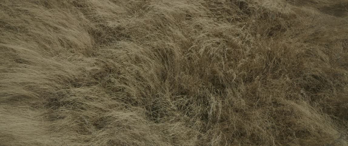 The grass blows in the wind