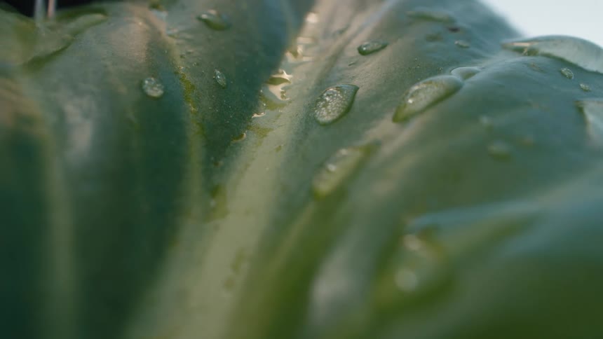An extreme macro shot captures water droplets slowly trickling down the vibrant green skin of a bell pepper