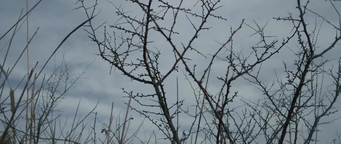 Bare tree branches stand against a cloudy sky