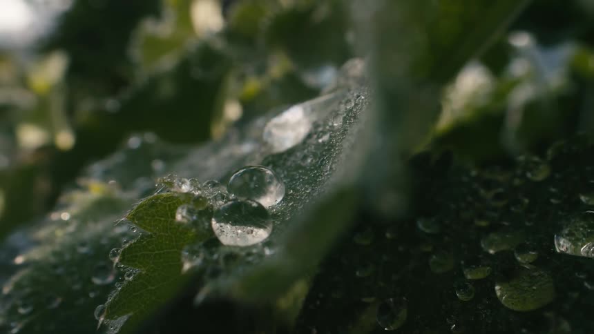 A close-up cinemagraph captures the gentle sparkle of dew drops resting on fresh green leaves
