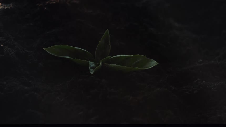 A cinematic time-lapse shows a small seedling sprouting from dark soil as the morning sun rises