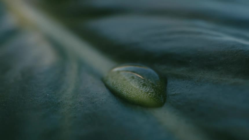 Macro slow motion shot of a single drop of water landing on a large, dark green leaf
