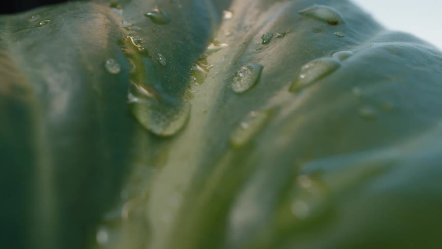 A water droplet glides down the shiny, fresh skin of a green bell pepper in a slow-motion macro shot