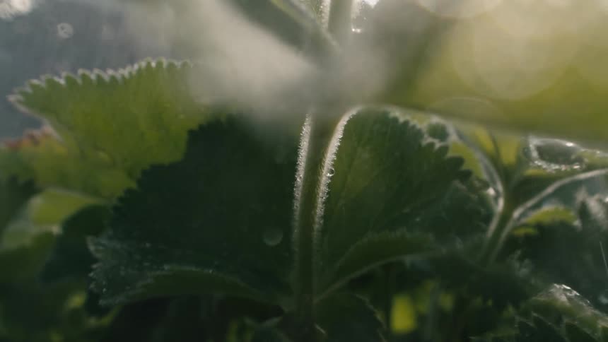 A gentle shower of rain falls on lush green leaves in a garden, captured in a slow-motion close-up with beautiful backlighting