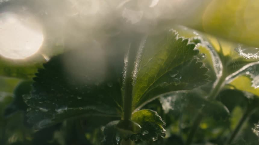 A dreamy macro shot shows water droplets falling in slow motion onto lush green leaves, backlit by warm sunlight creating beautiful bokeh