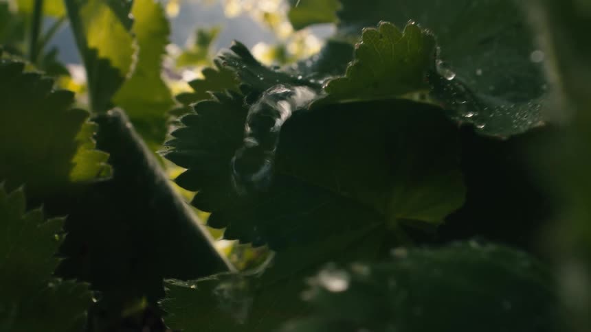 Slow motion footage shows crystal clear water droplets falling onto vibrant green leaves