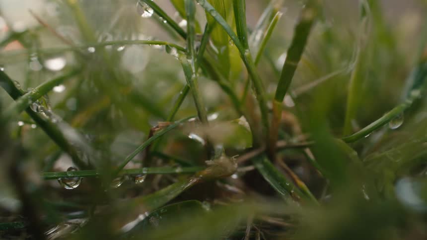 A tranquil macro shot captures raindrops slowly dripping onto vibrant green grass blades