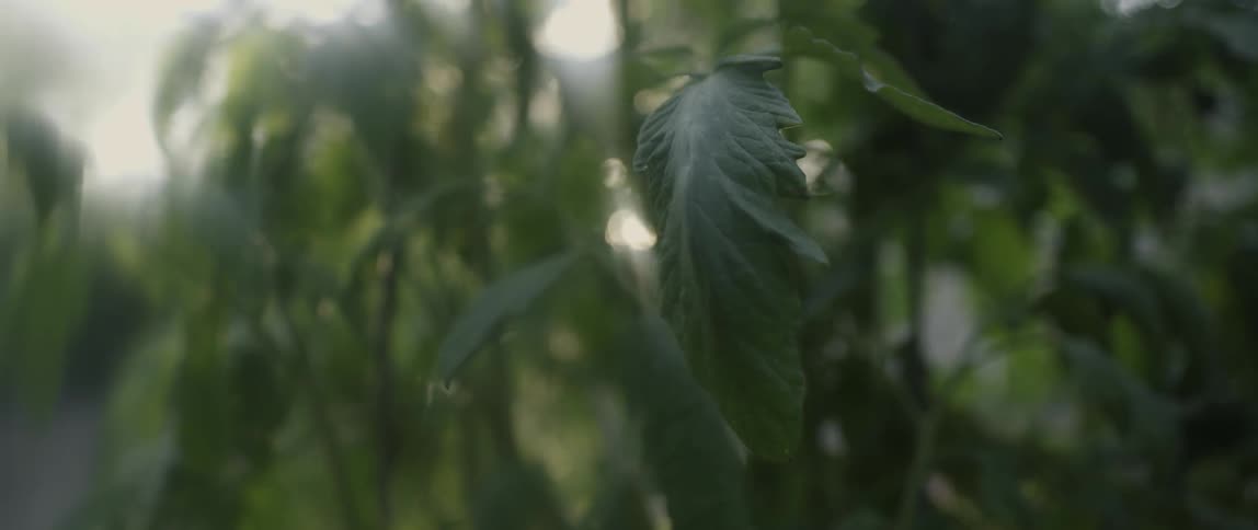 The leaves of the tree blow in the wind