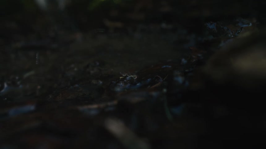 A slow-motion macro shot of raindrops falling and splashing into a muddy puddle on the dark forest floor