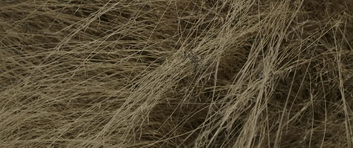 Yellow grass sways in the wind