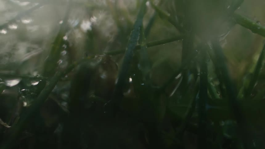 An intimate macro shot captures a single water droplet slowly trickling down a dewy blade of green grass